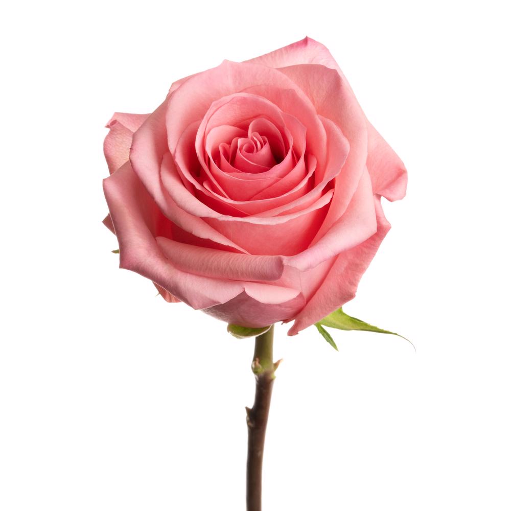 Pink Roses